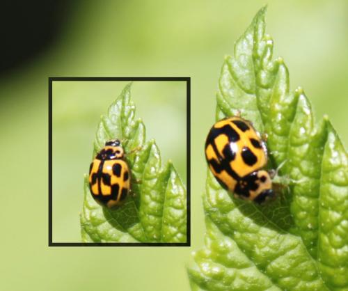 Propylea quatuordecimpunctata